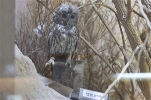 Image description is not available for 1983.90.1